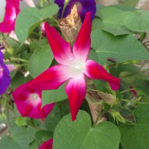 Close-up of pink flowers