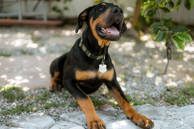 Close-up of dog on field