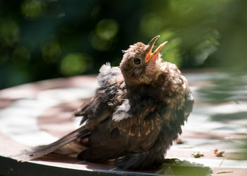 Close-up of owl perching outdoors