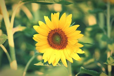 Close-up of sunflower blooming outdoors