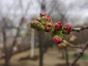 Close-up of cherry blossoms in spring