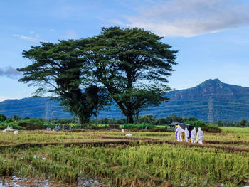 View of tree on field against sky