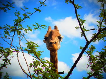 Low angle portrait of horse against sky