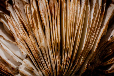 Close-up abstract background of mushroom caps texture.