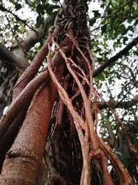 Low angle view of tree roots