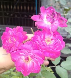 Close-up of pink flower