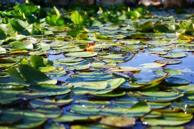 Close-up of lotus water lily in pond