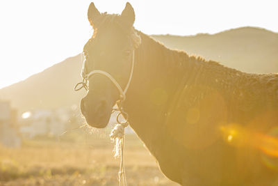 View of a horse on land