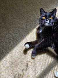 Portrait of black cat relaxing on floor