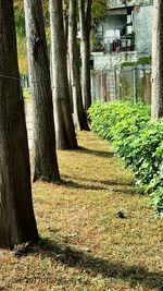 Shadow of trees on plant