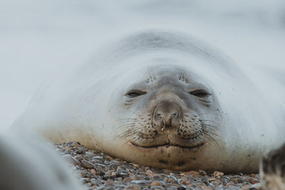 Close-up portrait of seal 