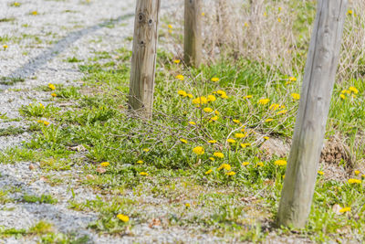 Yellow flowering tree in field