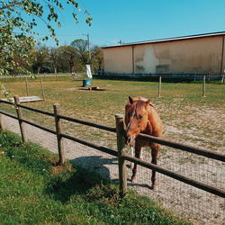 Horse standing at ranch