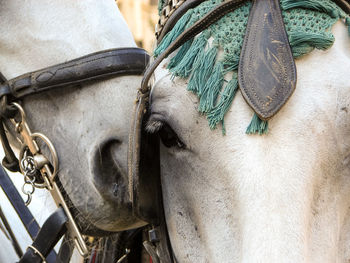 Close-up of a pair of horses in a central european square.