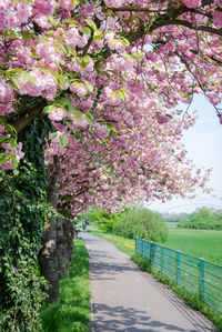 Cherry blossoms in park