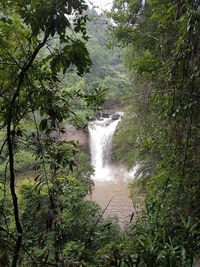 Scenic view of waterfall in forest