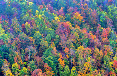 High angle view of trees in forest during autumn