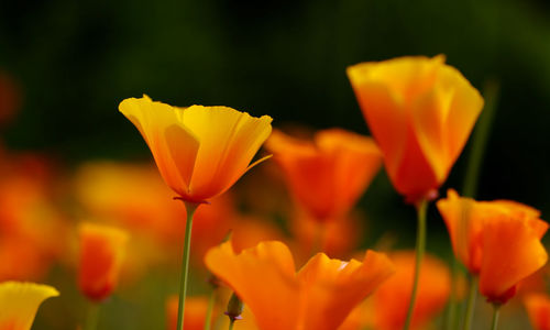 Close-up of orange flowering plant - poppies field 