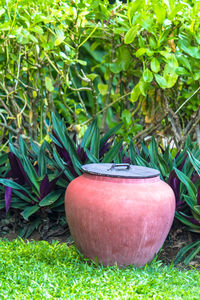 Close-up of potted plant in pot