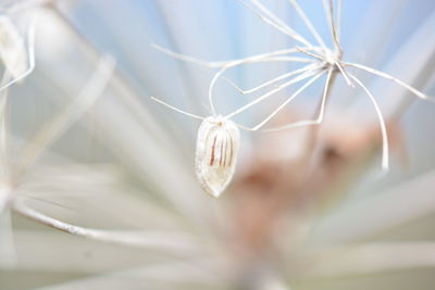 Close-up of white flower