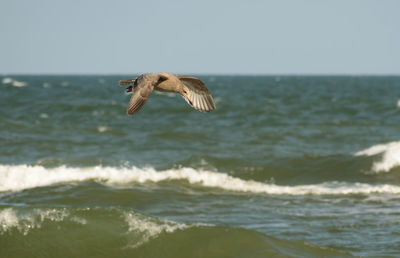 Bird flying over sea against clear sky