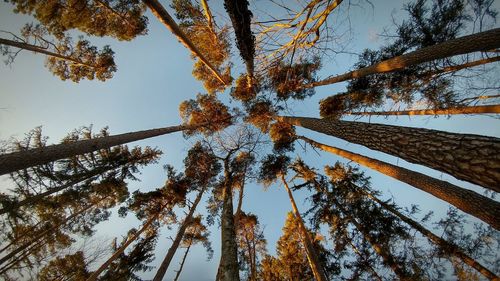 Low angle view of trees against clear sky