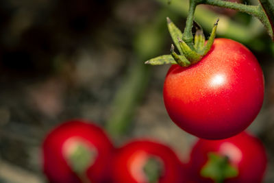 Close-up of red fruit on tree