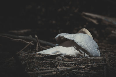 Close-up of bird in nest