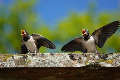 Low angle view of birds flying against the sky