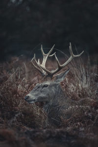 Close-up of deer on field