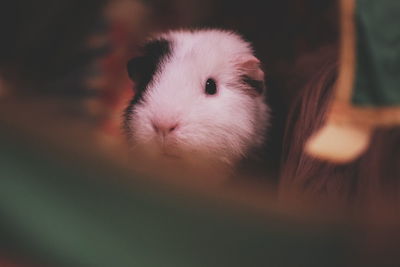 Close-up portrait of a rabbit