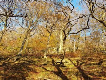 Trees in forest during autumn