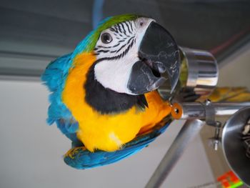 Close-up of a parrot