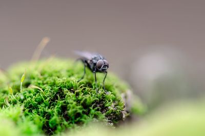 Close-up of housefly on moss