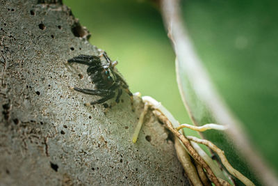 A jumping spider on cement.