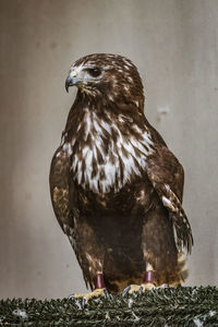 Close-up of owl perching outdoors