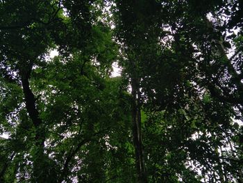 Low angle view of trees