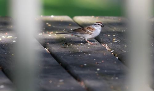 Close-up of bird perching outdoors