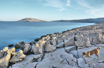 View of sheep on rock by sea against sky