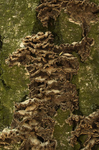 Close-up of mushrooms growing on tree trunk