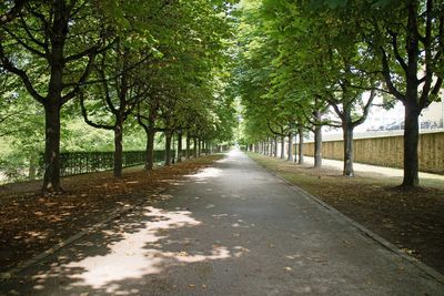 Road passing through forest