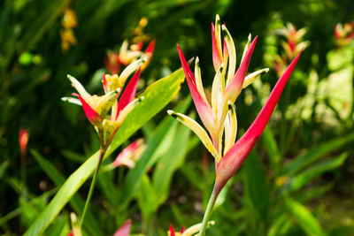 Close-up of pink flowers growing in garden