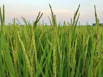 Close-up of wheat growing on field against sky
