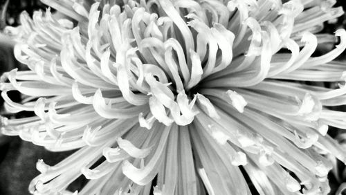 Close-up of flowers