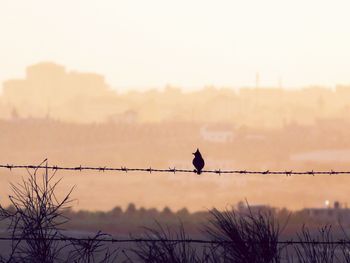 Silhouette bird perching on barbed wire fence against sky