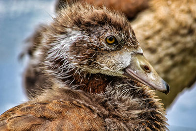 Close-up of a young bird.