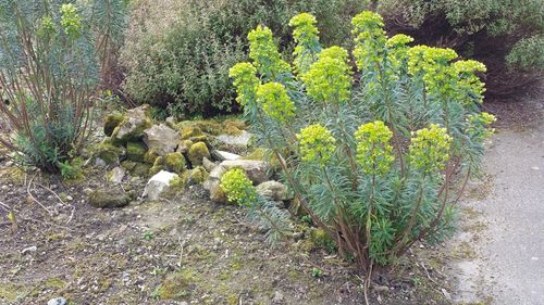 Plants growing on a tree