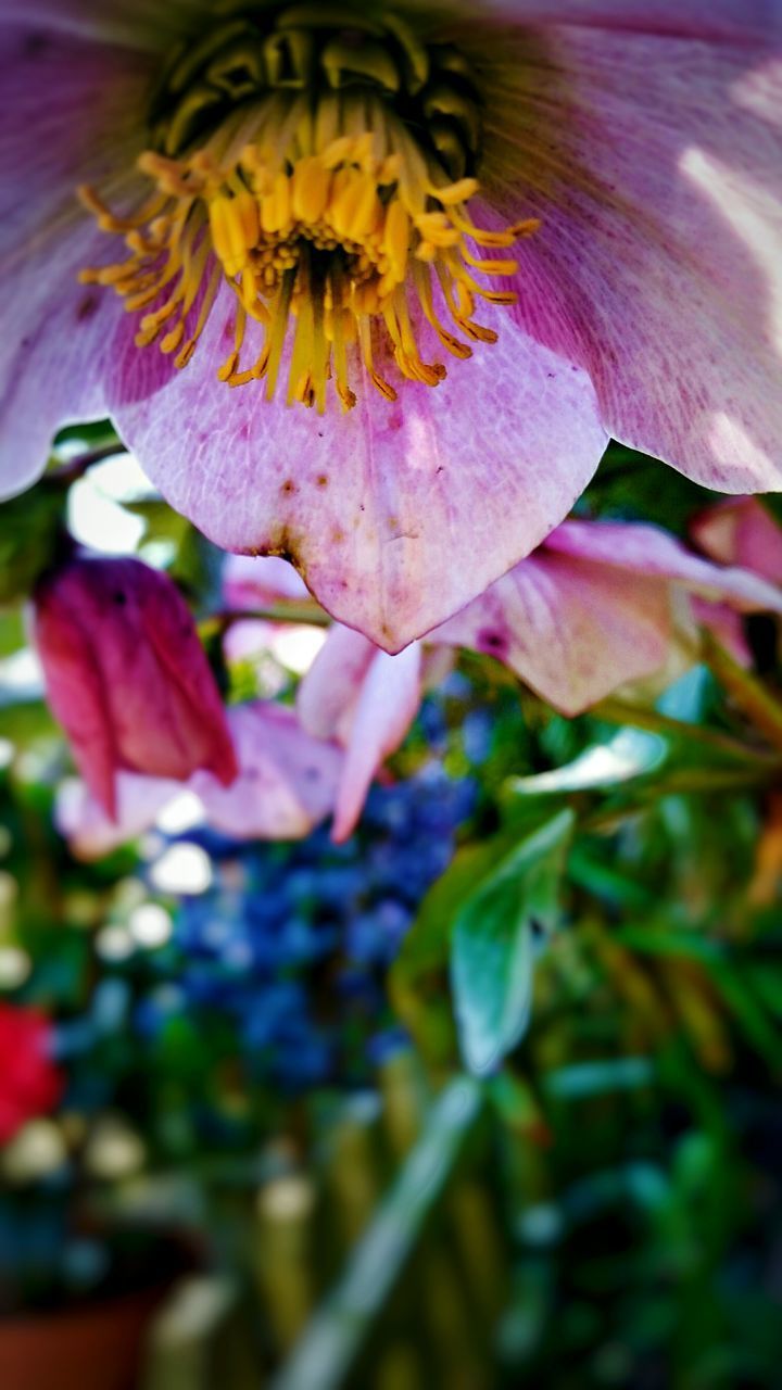 CLOSE-UP OF FLOWER