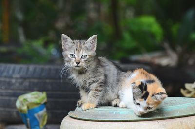 Potrait of kittens