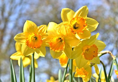 Close-up of yellow flowers blooming outdoors